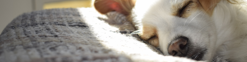 Banner de Bienvenida